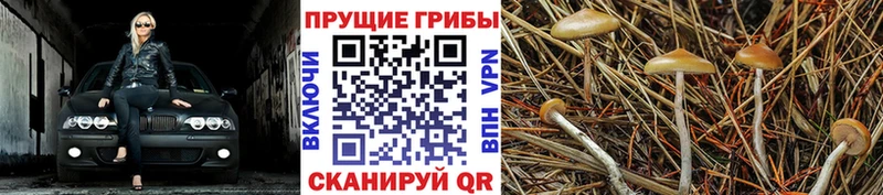 Галлюциногенные грибы ЛСД  Жиздра 